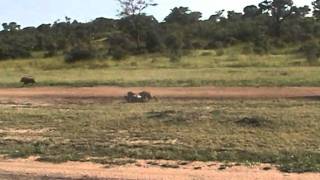 Leopard killing warthog [upl. by Nidia172]