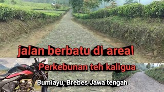 trip jalan berbatu di perkebunan teh kaligua [upl. by Kraft821]