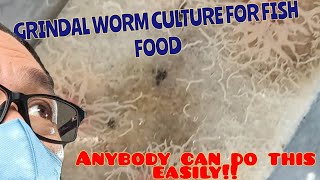 So easy Grindal worm culture aquarium aquariumhobby grindalworms livefoodforfish fishbreeding [upl. by Sheffield]