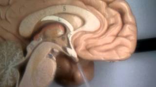 Midsagittal section of the brain review [upl. by Fidellas]