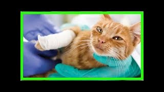 What to do if my cat is limping [upl. by Gerardo]