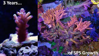 3 years of SPS and Acropora coral growth [upl. by Ahseyn]