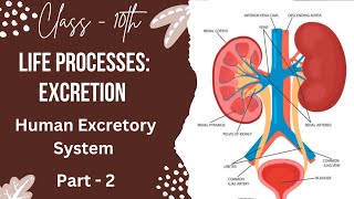 PART 2 HUMAN EXCRETORY SYSTEM  CLASS10TH  LIFE PROCESSES  EXCRETION checkmatescience5943 [upl. by Enilrae]