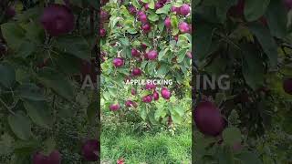 MASKERS ORCHARDS upstatenewyork usa [upl. by Neelram]