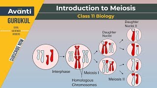 11B10  Cell Cycle and Cycle Division  Introduction to Meiosis Cytokinesis and Haploid cell [upl. by Gerger]