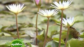 Cultivation of water lily and lotus on a large scale [upl. by Nahgam]