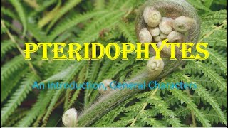 Pteridophytes  Vascular cryptogams An Introduction General Characters HPU BSc 1st Year [upl. by Savory655]