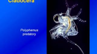 Limnology  Zooplankton Diversity amp Ecology [upl. by Mixie274]