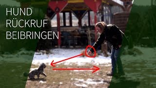 Hund Rückruf beibringen ► Rückruftraining ► Sicherer Rückruf Hund [upl. by Dari234]