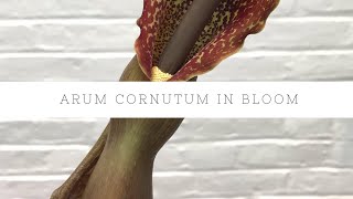 Arum Cornutum Voodoo Lily Plant Blooms and Updates [upl. by Holman]