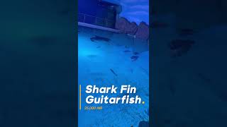 Shark Fin Guitarfish  sharkfin guitarfish fish aquarium sharjahaquarium sharjah aquariums [upl. by Suciram444]