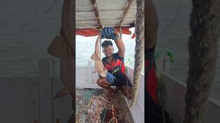 डोळीत आला कुत्रा मासा bamboo Shark release Mumbai Indian fishing bambooshark boat fishing [upl. by Haimarej]