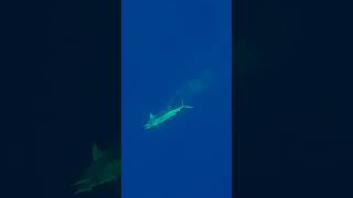 Massive Marlin Headshot filmed by Aimrite [upl. by Idoc664]