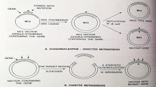 Enzyme Engineering I Protein Engineering I Principles I Objectives I Methods [upl. by Wilhelm]