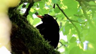 le chant du merle  song of blackbird [upl. by Arbmat]