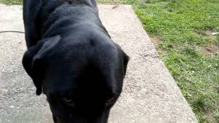 125lbs Rottweiler Lab cross [upl. by Cyler]