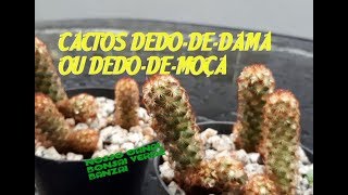 CACTOS DEDODEDAMA mammillaria elongata OU DEDODEMOÇA [upl. by Violetta]