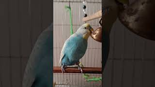 chirping budgerigar sound budgies cutebudgies parrot viral Mithukun [upl. by Bovill]