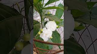 gardenia jasminoides [upl. by Jariah]