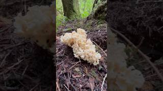 Cauliflower Mushrooms are out in PNW Sparassis radicata mushroom wildmushrooms fungi [upl. by Jestude355]