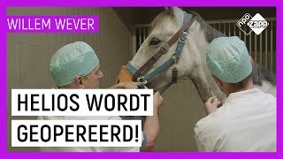 HOE WORDEN PAARDEN GEOPEREERD  Willem Wever  NPO Zapp [upl. by Kumler]