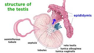 The Human Reproductive System [upl. by Salman]