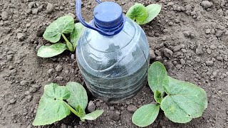 How to Make Drip Watering from a Bottle Everything Ingenious is Simple [upl. by Jeffy667]