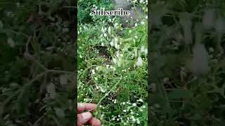 Congress plants gardening english plants partheniumplants shortsvideogetmyharvest trending [upl. by Silliw]