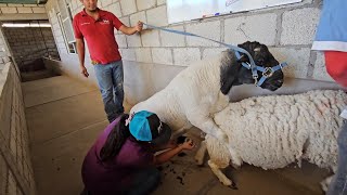 Producción de Borregos Dorper de Registro Biotecnologías Ensiminaciones Costos de Producción y Más [upl. by Wald746]