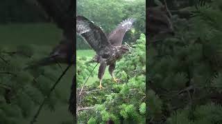 Buzzard chick practicing flying in the nest on a windy day shorts [upl. by Hughett688]