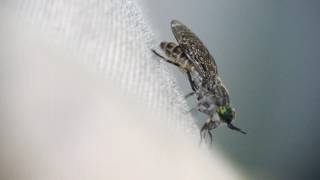 Horsefly slow motion [upl. by Sharp]