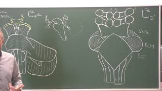 Neuroanatomie 3  Anatomie du tronc cérébral  1ère partie  morphologie cours DFGSM 2 [upl. by Gnagflow]