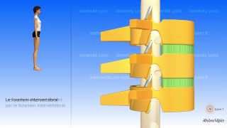 La colonne vertébrale simplifiée et la vertèbre type [upl. by Kawasaki533]