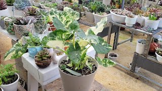 Cómo Cuidar la Alocasia variedad  Por esta razón no se ponía linda mi alocacia variegada [upl. by Caryl]