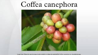 Coffea canephora [upl. by Irrot686]