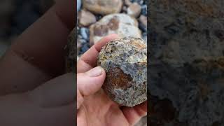 Collecting ammonite fossil nodules from a fresh cliff fall on the Yorkshire Jurassic coast shorts [upl. by Igenia]