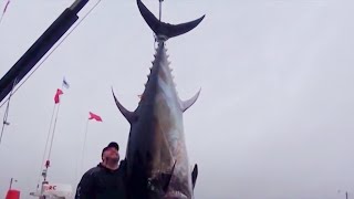 GIANT BLUEFIN TUNAS  Australians in Canada [upl. by Fillbert]