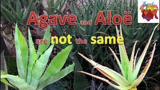 Agave and aloe are not the same [upl. by Robaina]