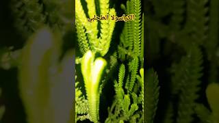 نبات الكراسولا الطحلبي Crassula muscosa HOW TO كيف [upl. by Assina]