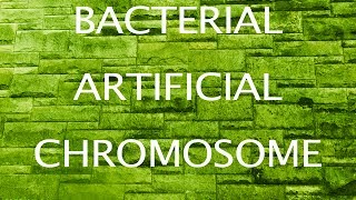 Bacterial Artificial Chromosomes [upl. by Nalim]