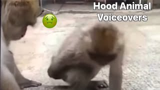 Hood Animal Voiceovers EP 34 [upl. by Madelena263]