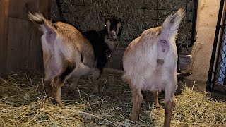 Preping for kidding  udder update kiddingseason update nigeriandwarfgoats [upl. by Nidroj]