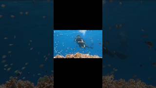 Scuba Diving in Red Sea foryou respect travel reels youtubeshorts love viralvideo [upl. by Marcel]