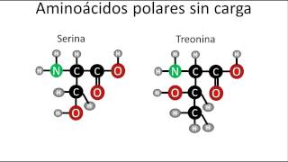 Bioquímica  Tipos de aminoácidos y su estructura [upl. by Shipman]