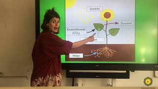 Instructievideo Fotosynthese [upl. by Luapnhoj]