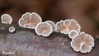 Rozszczepka pospolita Schizophyllum commune  grzyb o ciekawych blaszkach [upl. by Onitsuj245]