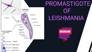 Promastigote of leishmania [upl. by Piefer]