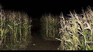 pov that scarecrow isnt the only thing in the cornfields  midwestern gothic inspired playlist [upl. by Chaim128]