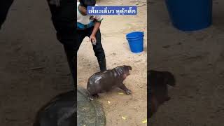 quotหมูเด้งquot โดนเพี๊ยะเดียว หูดุ๊กดิ๊ก หมูเด้ง ฮิปโป moodeng hippo babyhippo สวนสัตว์เขาเขียว [upl. by Digirb]