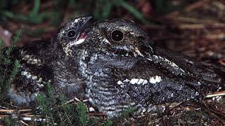 Nightjar calls recorded using Song Meter SM4 Acoustic Recorder [upl. by Nylesaj]